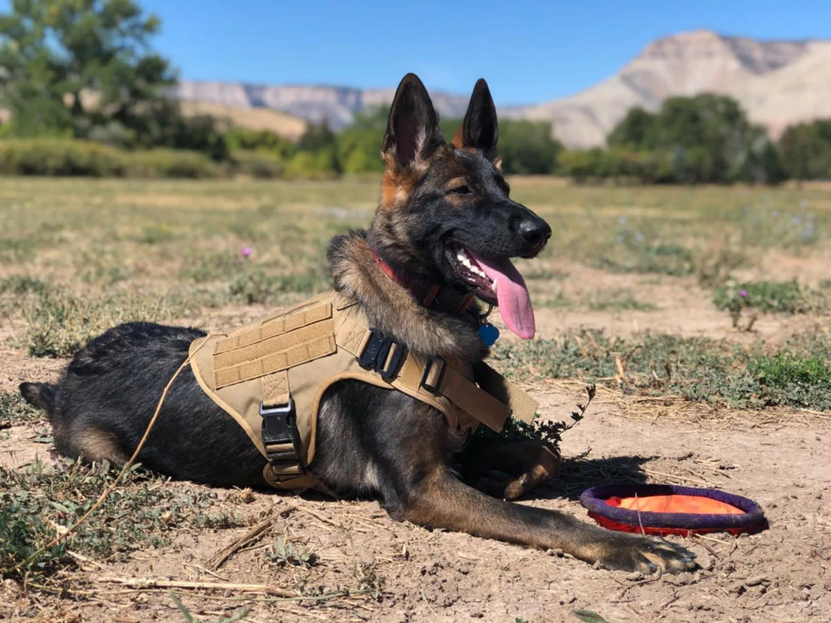 Tactical Training Harness