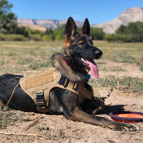 Tactical Training Harness