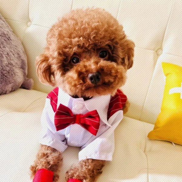 Formal Tuxedo Pet Outfit