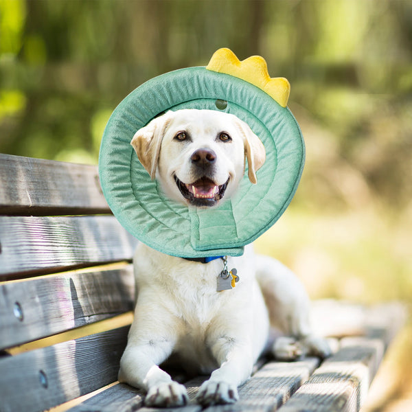 Soft Elizabethan Collar